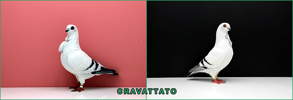 header cravattato rondone1