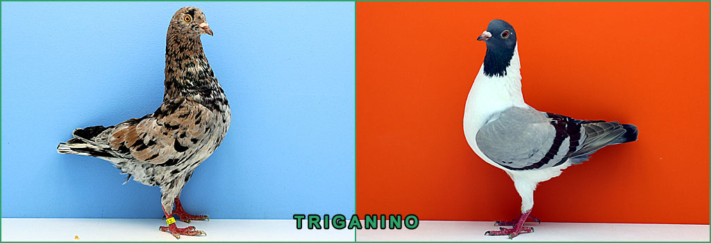 header triganino1